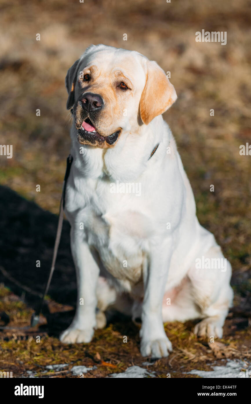 Schöne weiße Labrador Retriever Lab Hund bleiben im Freien im Frühjahr Stockfoto