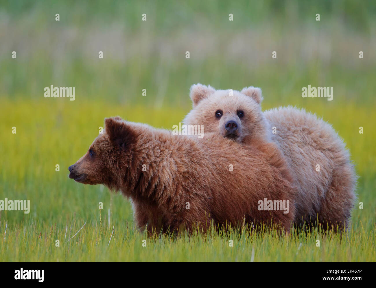 Braun / Grizzly Bear Lake-Clark-Nationalpark, Alaska Stockfoto