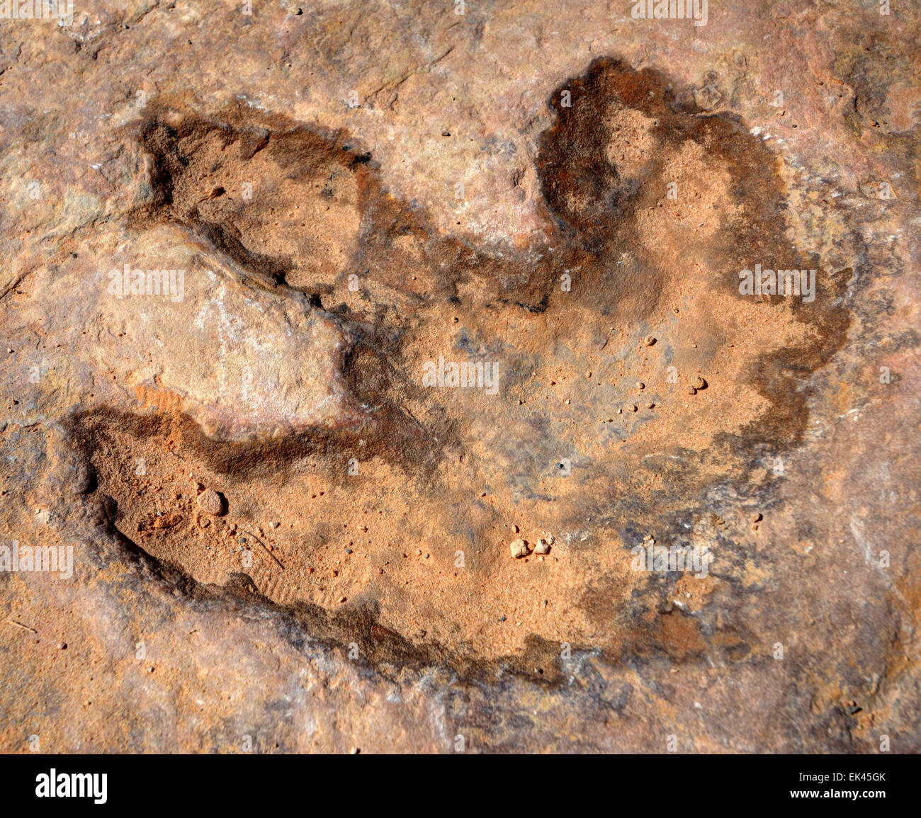 Baby Dinosaurier Allosaurus Track - San Rafael Swell - Utah Stockfoto