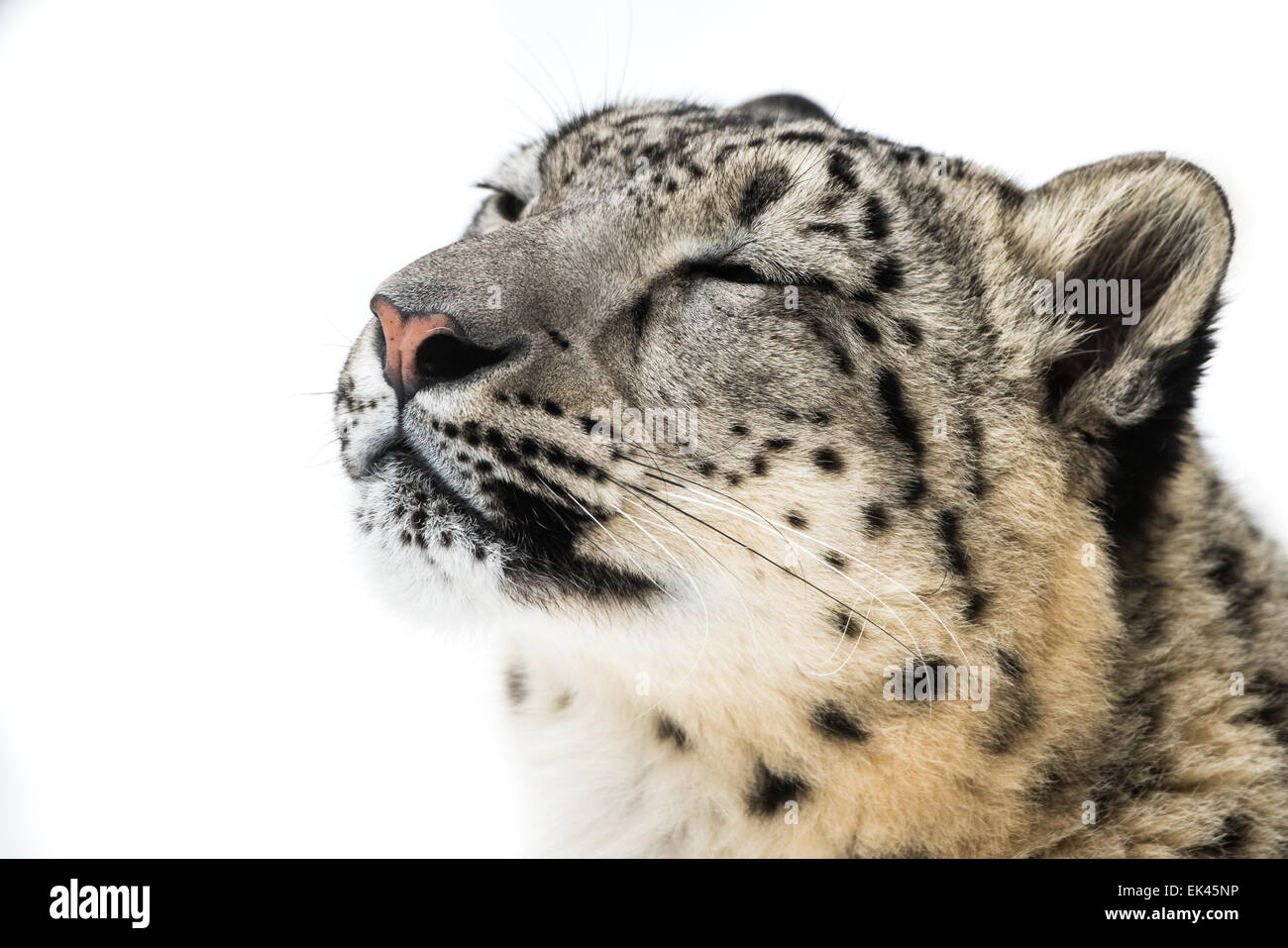 3/4-Portrait des Schnee-Leoparden im Schnee Stockfoto