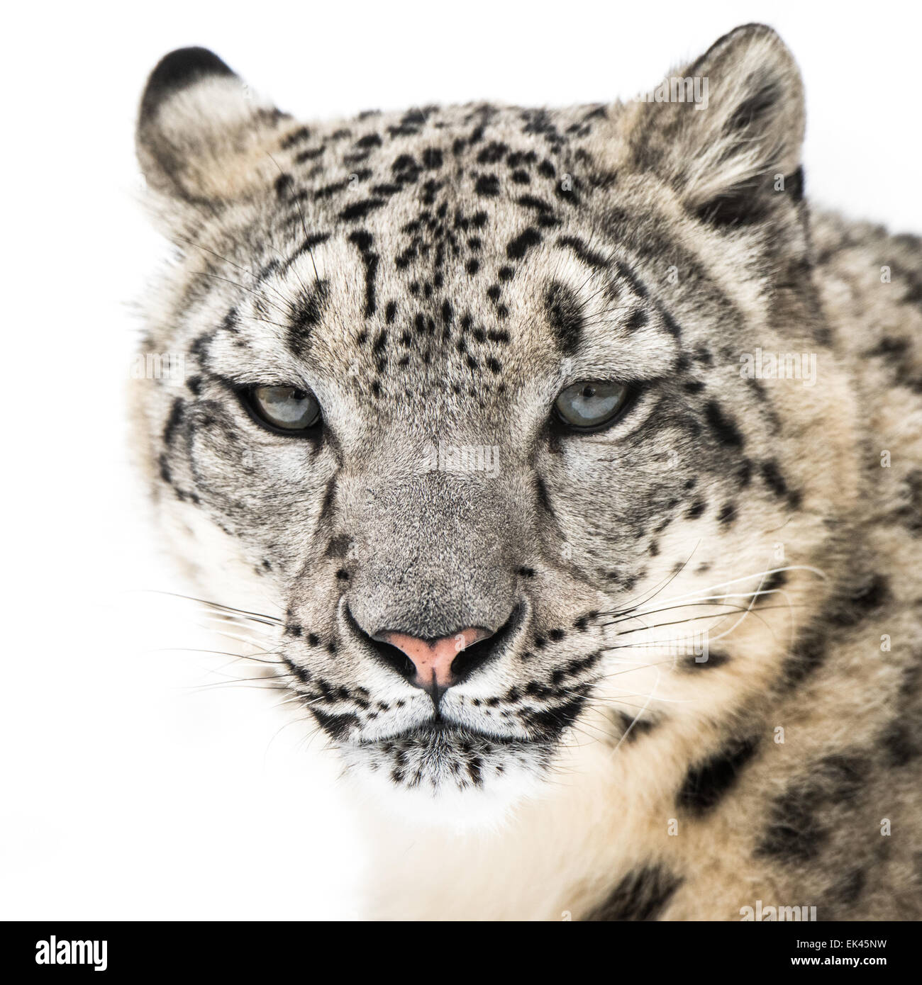 Frontale Portrait des Schnee-Leoparden im Schnee Stockfoto