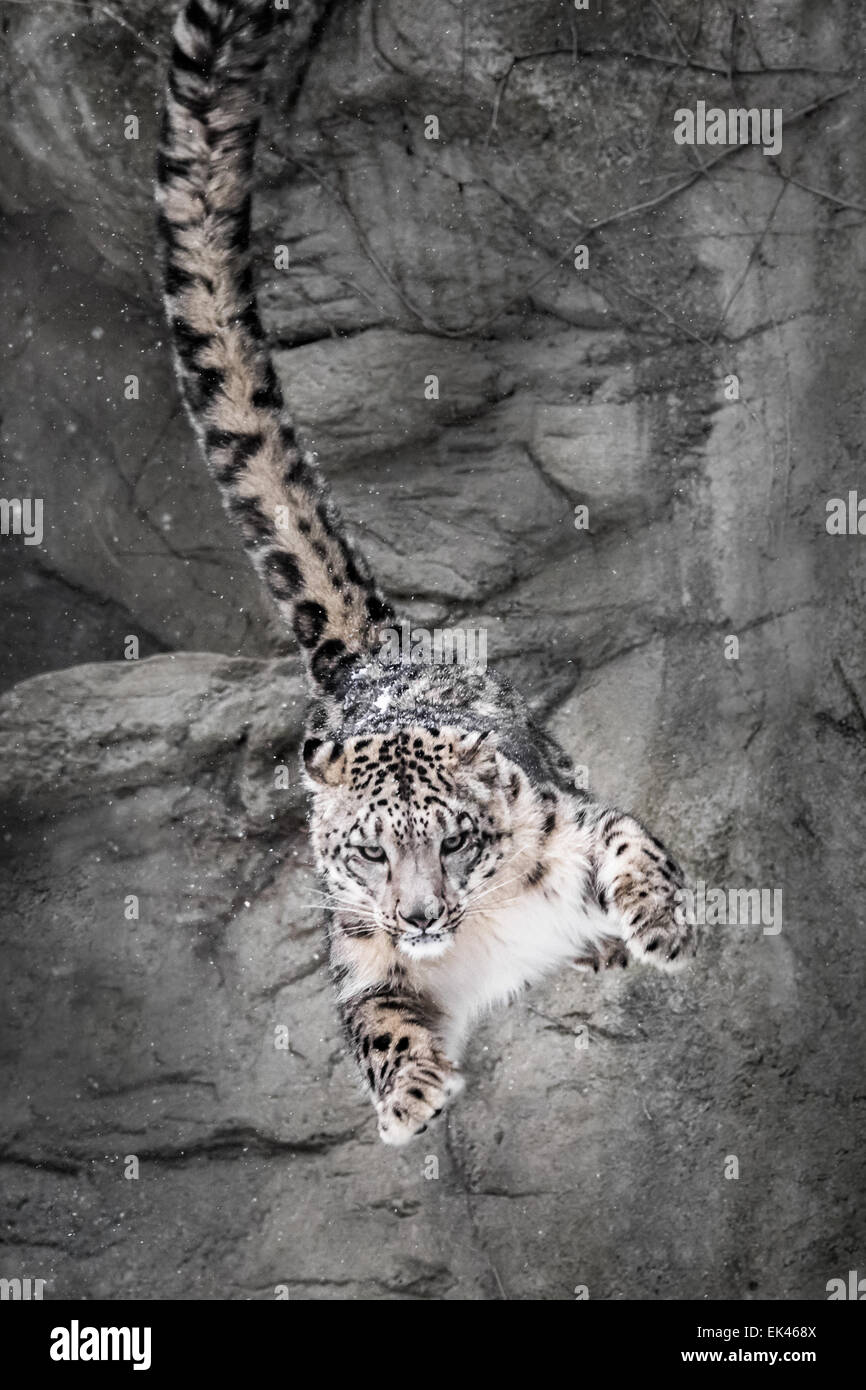Snow Leopard abprallen Felswand im Parkour-Mode Stockfoto