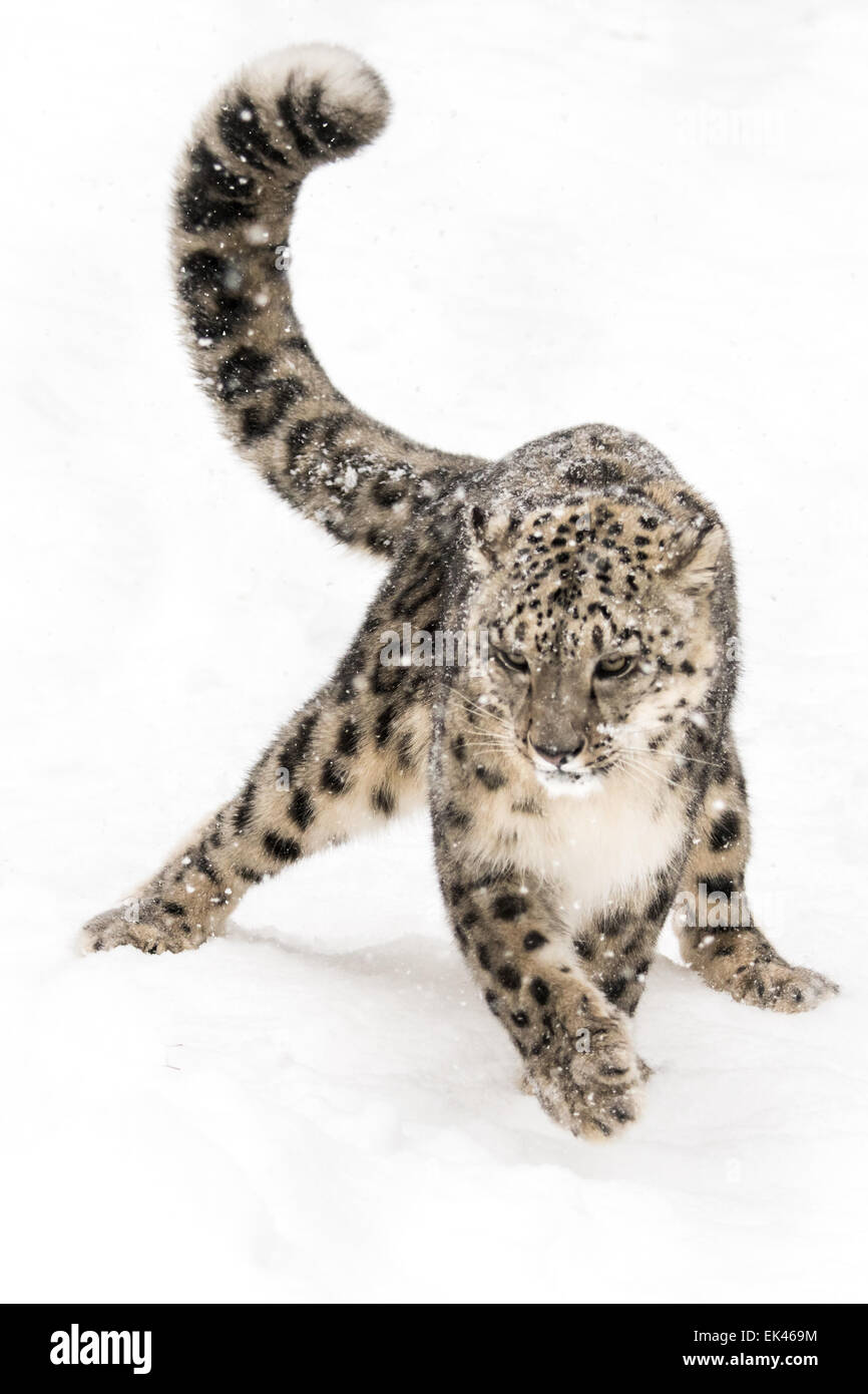 Snow Leopard Streifen im Schnee Stockfoto