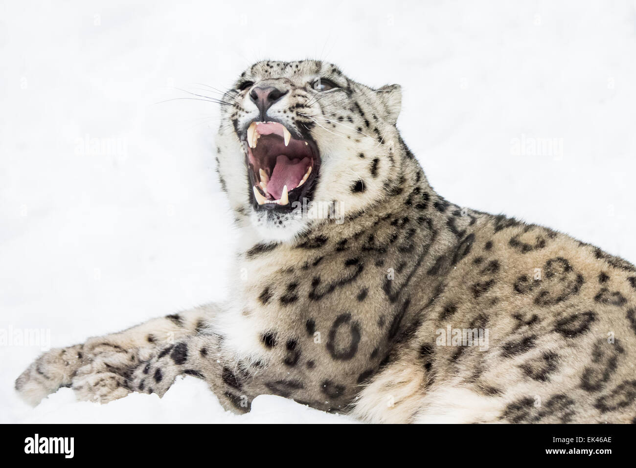 3/4 Portrait knurrend Snow Leopard im Schnee Stockfoto
