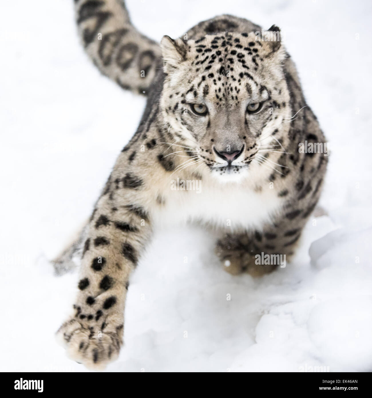 Snow Leopard laufen im Schnee Stockfoto