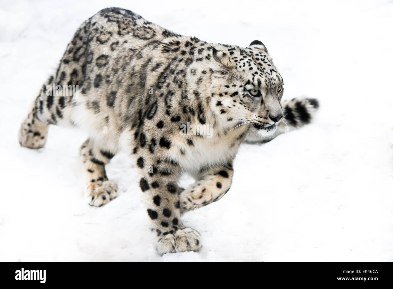 Snow Leopard laufen im Schnee Stockfoto