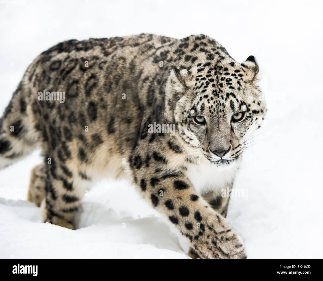 Frontale Porträt von Snow Leopard Wandern im Schnee Stockfoto