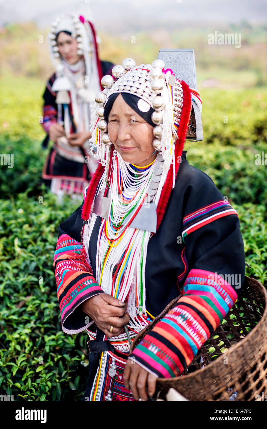 Akha Hügel Stamm Frauen Tee in Doi Mae Salong in Nord-Thailand. Stockfoto
