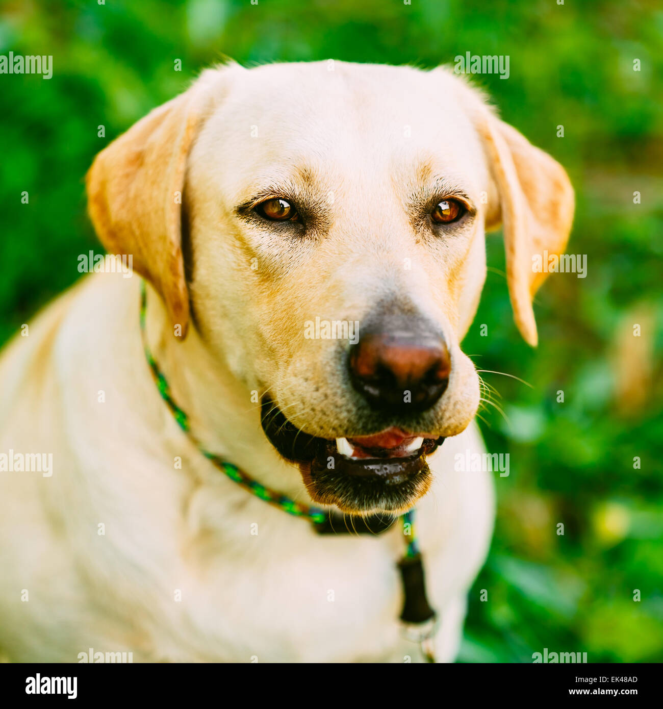 Weißen Labrador Retriever Hund stehend und bellen auf grünen Rasen Hintergrund Stockfoto
