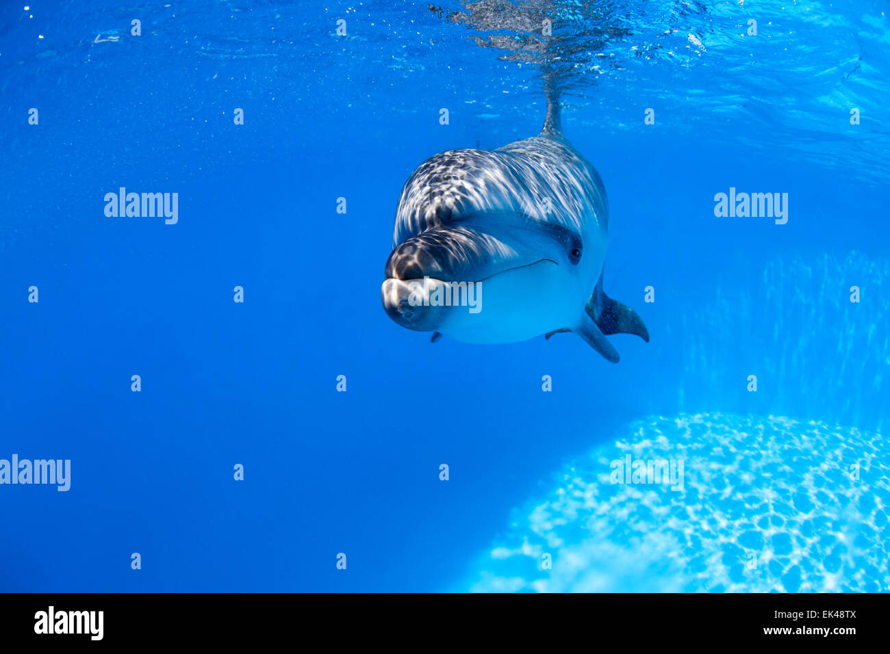 Delphin schwimmt unter Wasser Stockfoto