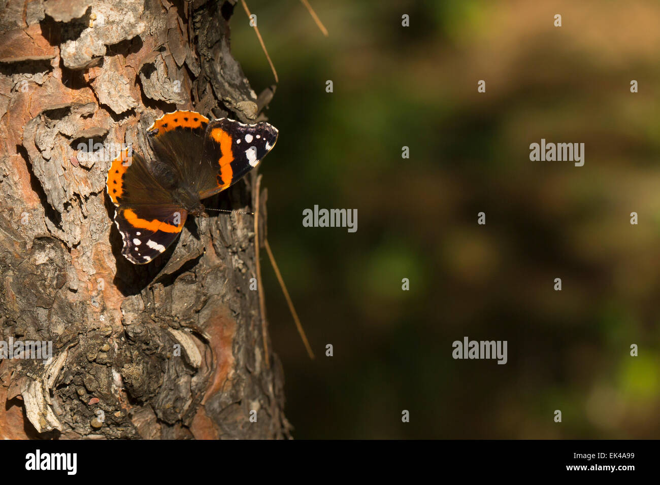 Red Admiral (Vanessa Atalanta) Schmetterling Stockfoto