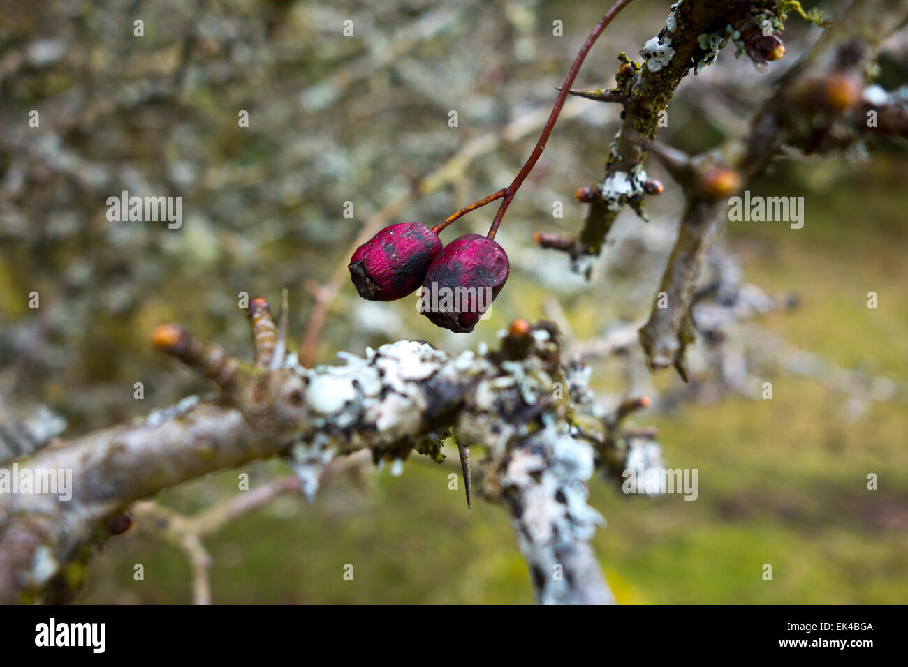 alten Weißdornbeeren Stockfoto