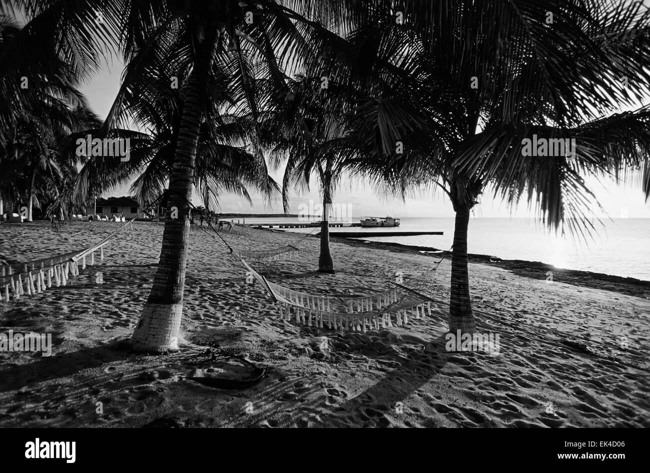 Kuba, Maria La Gorda Strand, Kokosnuss-Palmen - FILM Scannen Stockfoto