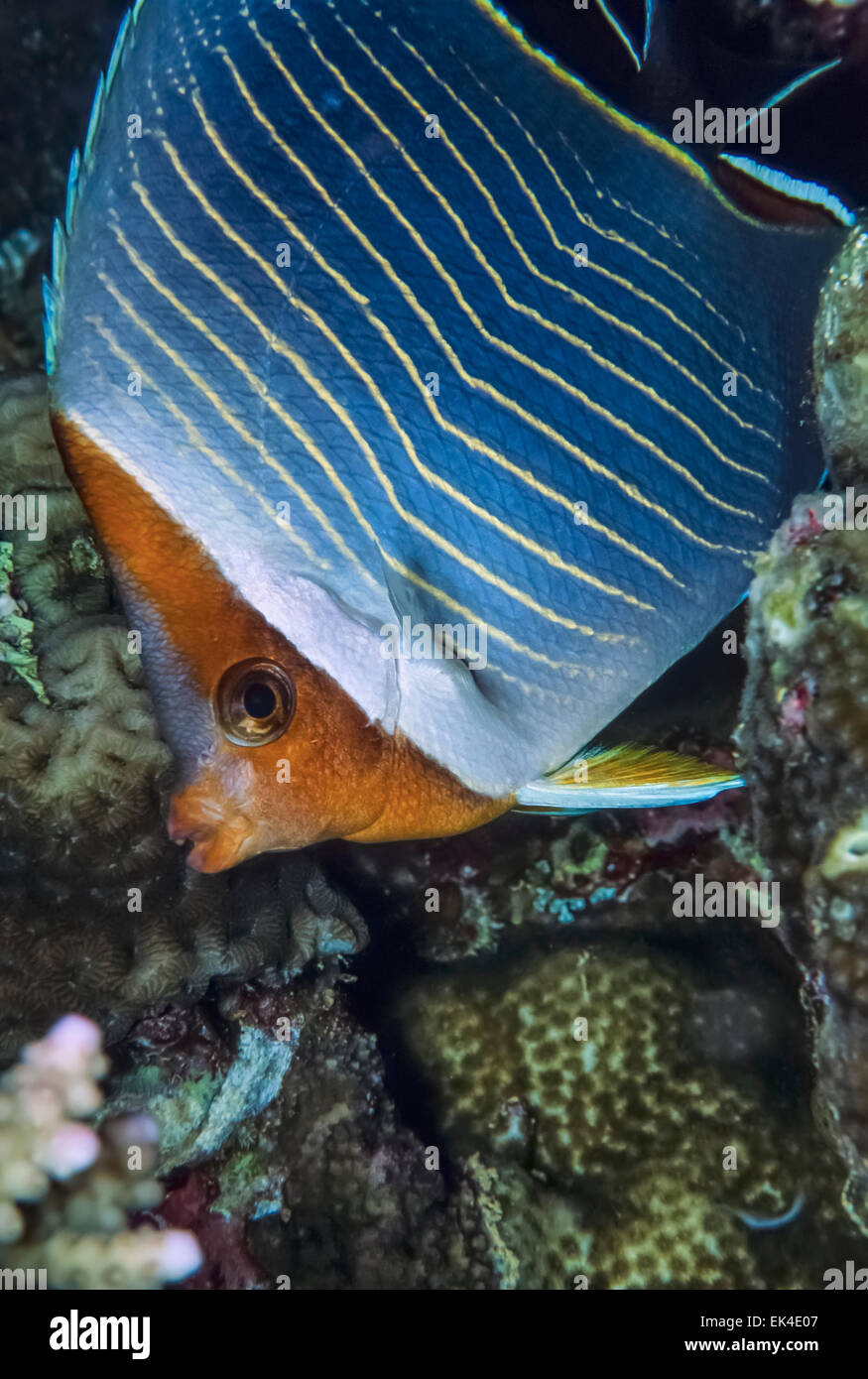 SUDAN, Rotes Meer, U.W. Foto, Orangeface Butterflyfish (Chaetodontidae Larvatus) Stockfoto