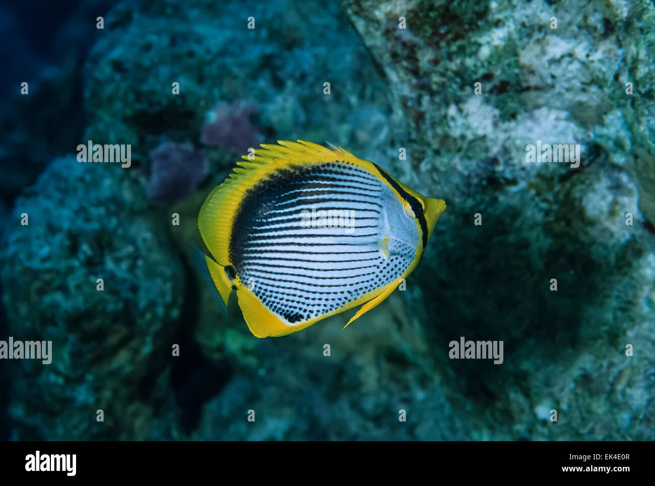 SUDAN, Rotes Meer, U.W. Foto, Butterflyfish (Chaetodontidae Capistratus) Stockfoto