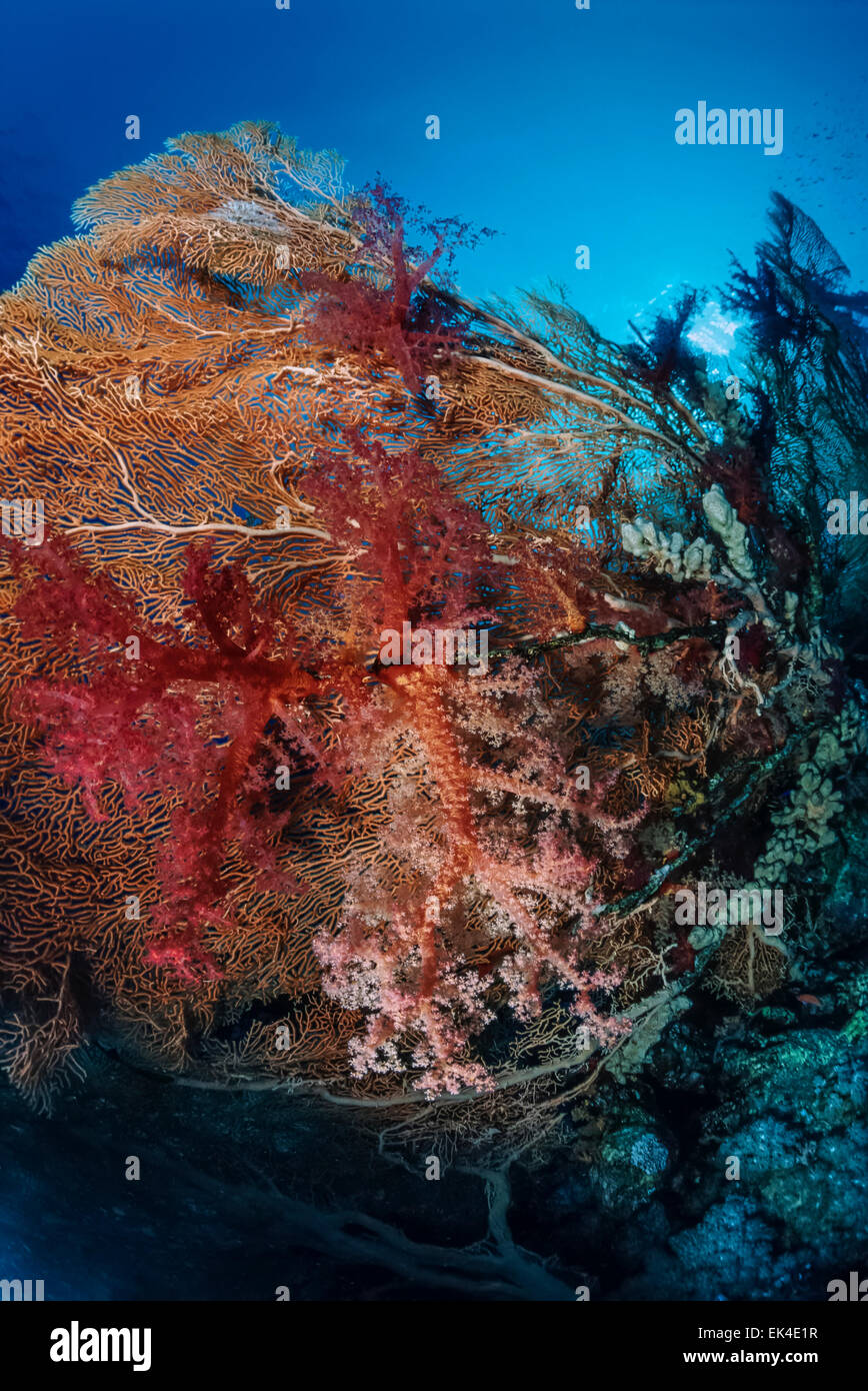 SUDAN, Rotes Meer, U.W. Foto, tropischen Gorgonien (Gorgonia Ventalina) und Weichkorallen Stockfoto