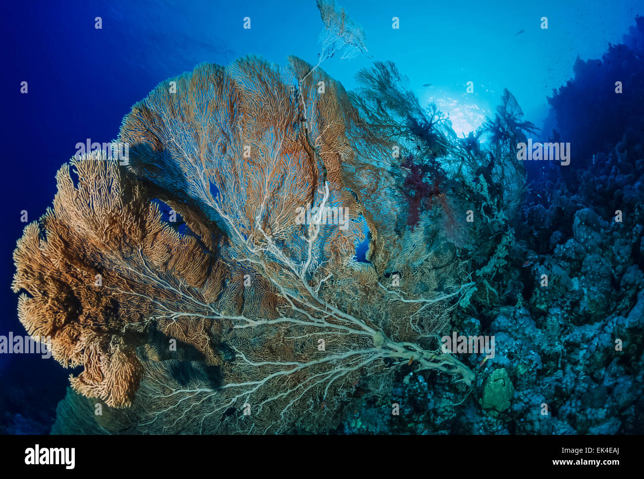 SUDAN, Rotes Meer, U.W. Foto, tropischen Gorgonien (Gorgonia Ventalina) Stockfoto