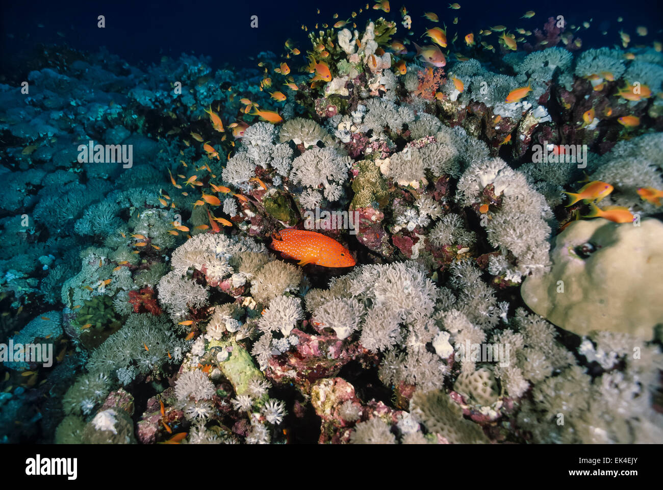 SUDAN, Rotes Meer, U.W. Foto, tropischen Anthias und rot Gefleckter Zackenbarsch Stockfoto