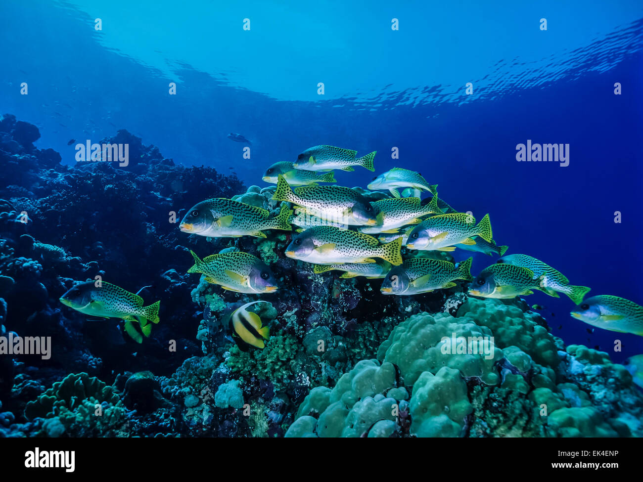 SUDAN, Rotes Meer, U.W Foto, Blackspotted Süßlippen (Plectorhinchus Gaterinus) Stockfoto