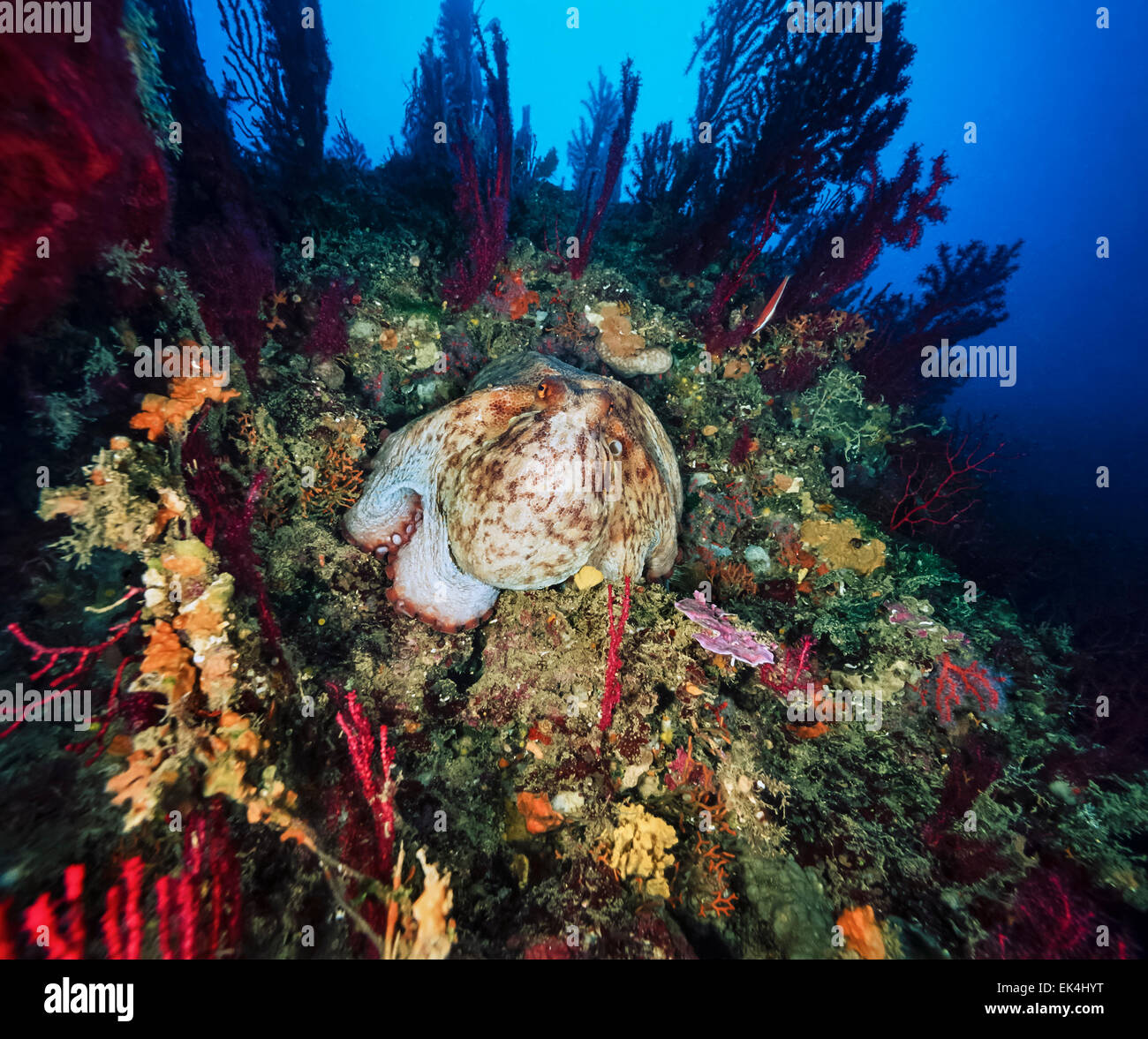 Mittelmeer, Italien, Insel Giannutri, Krake (Octopus Vulgaris) und roten Gorgonien - FILM Scannen Stockfoto