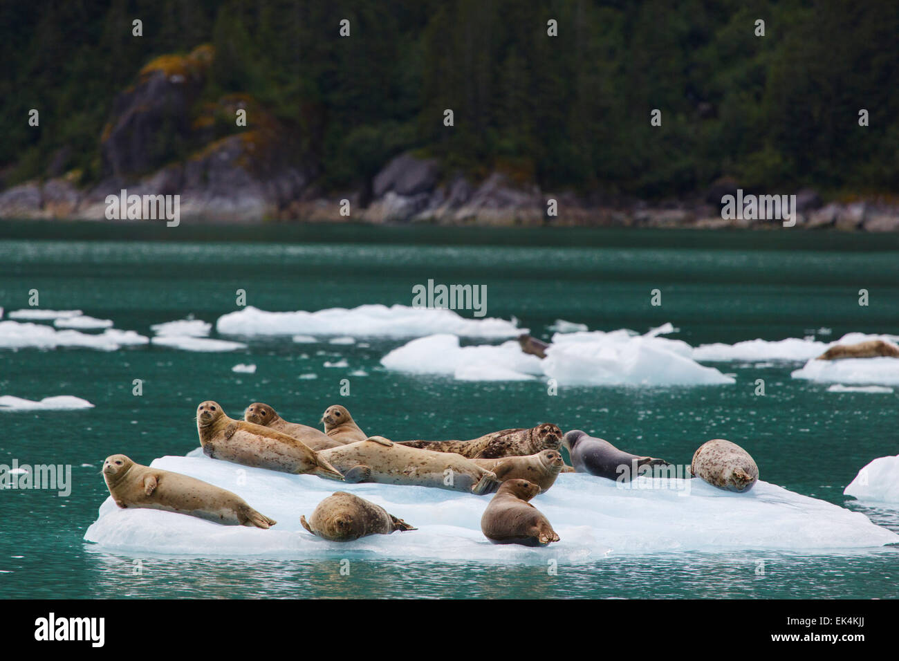Seehunde auf Eisbergen in Le Conte Bay, Tongass National Forest, Alaska. Stockfoto