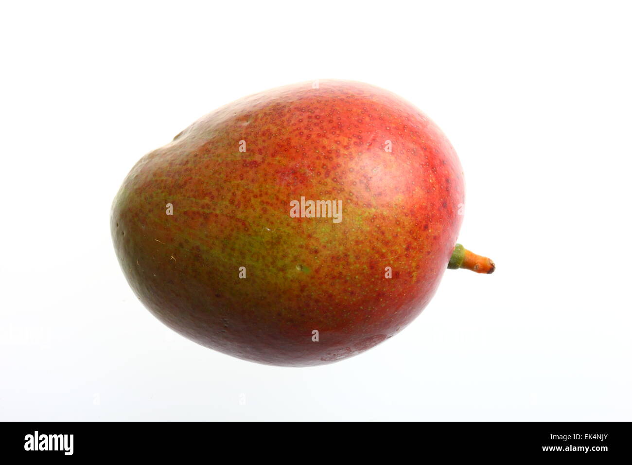 Mango-Frucht, Mangifera indica Stockfoto