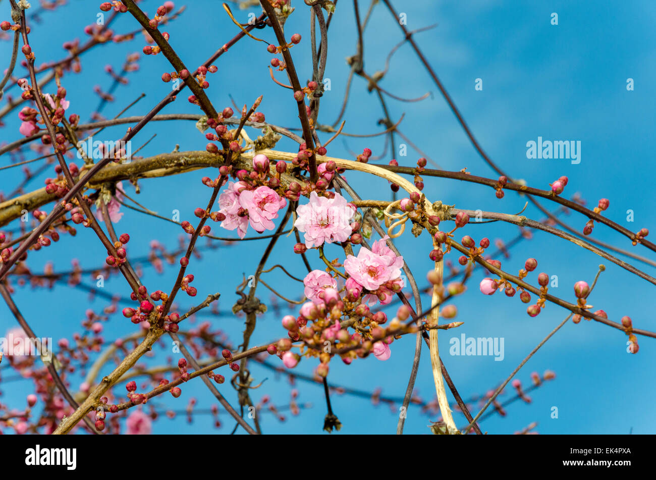 Blüte auf eine ornamentale Pflaumenbaum (auch bekannt als Kirschpflaume, Myrobalan-Pflaume, blühende Pflaume, Prunus Cerasifera) Stockfoto