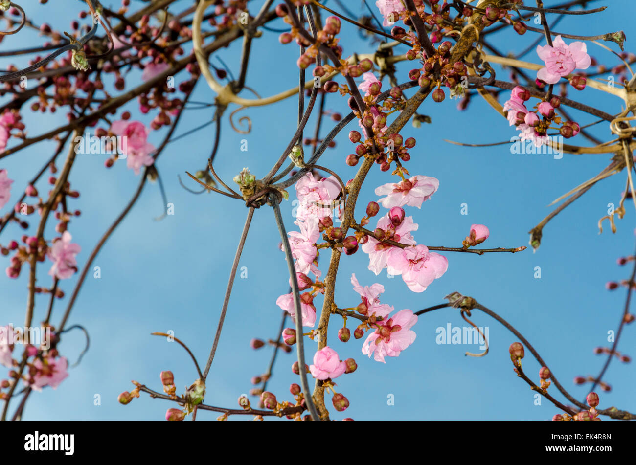 Blüte auf eine ornamentale Pflaumenbaum (auch bekannt als Kirschpflaume, Myrobalan-Pflaume, blühende Pflaume, Prunus Cerasifera) Stockfoto