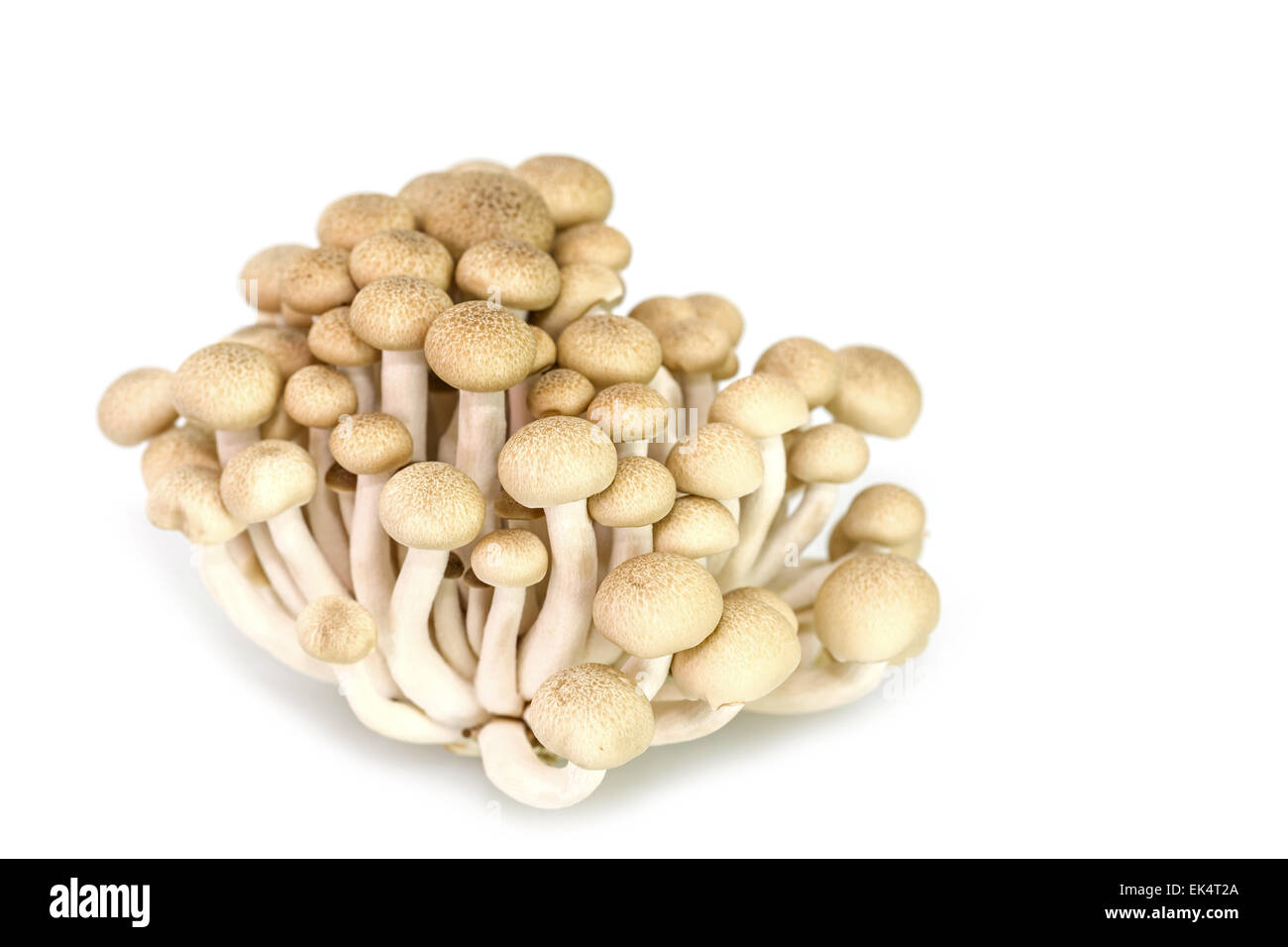 Braun Buche Pilze oder Shimeji Pilze isolierten auf weißen Hintergrund Stockfoto