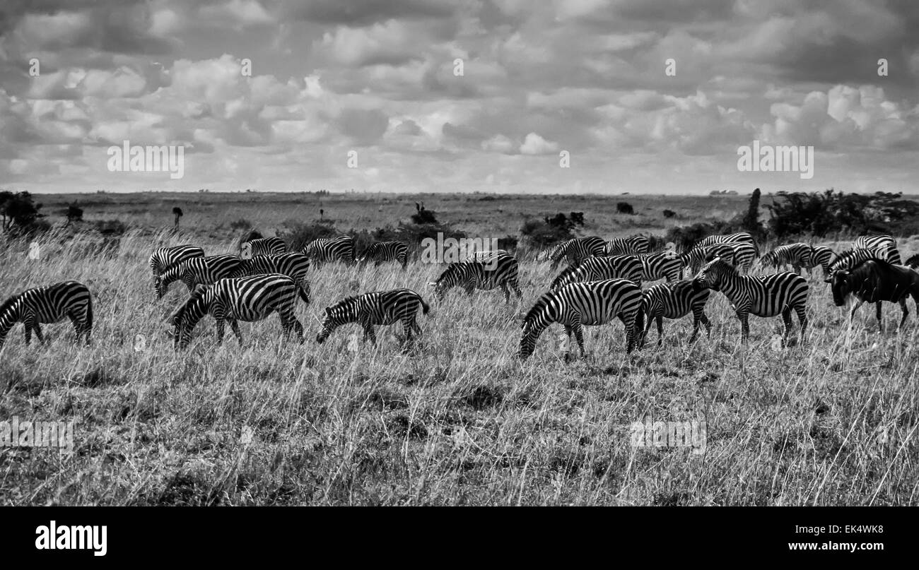 Kenia, Nairobi-Nationalpark, Zebras Gruppe (FILM Scannen) Stockfoto