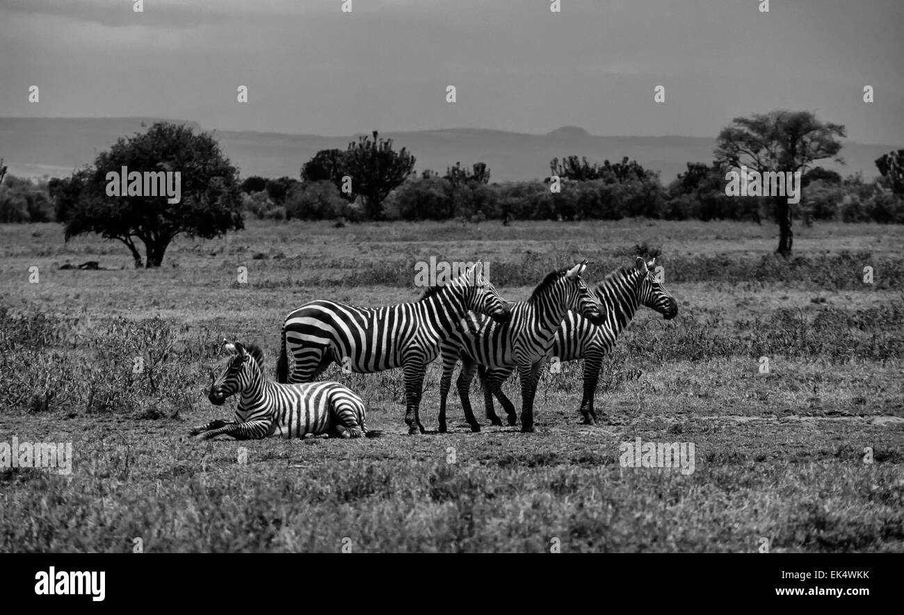 Kenia, Nairobi-Nationalpark, Zebras Gruppe (FILM Scannen) Stockfoto