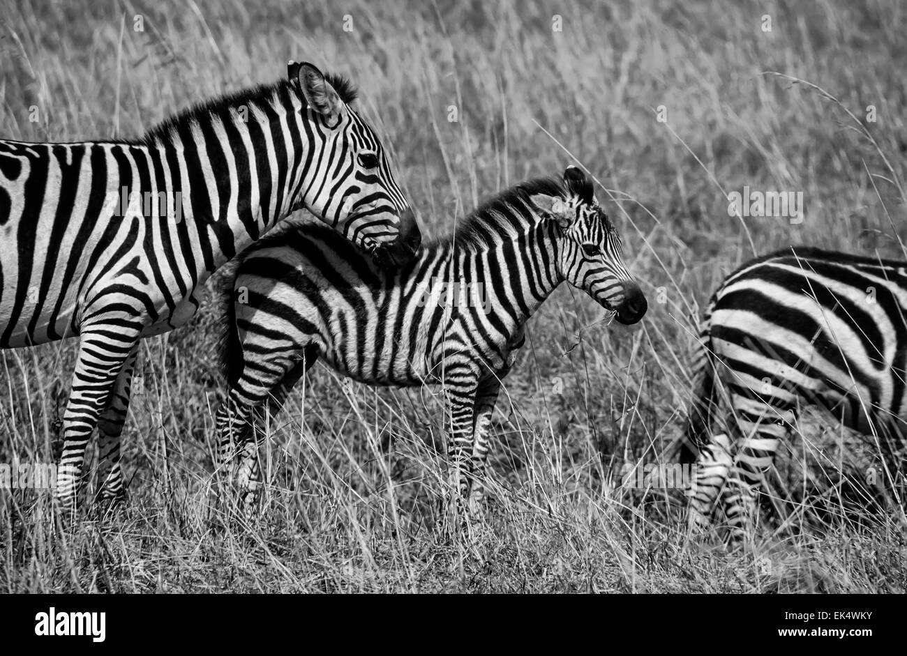 Kenia, Nairobi-Nationalpark, Zebras Gruppe (FILM Scannen) Stockfoto
