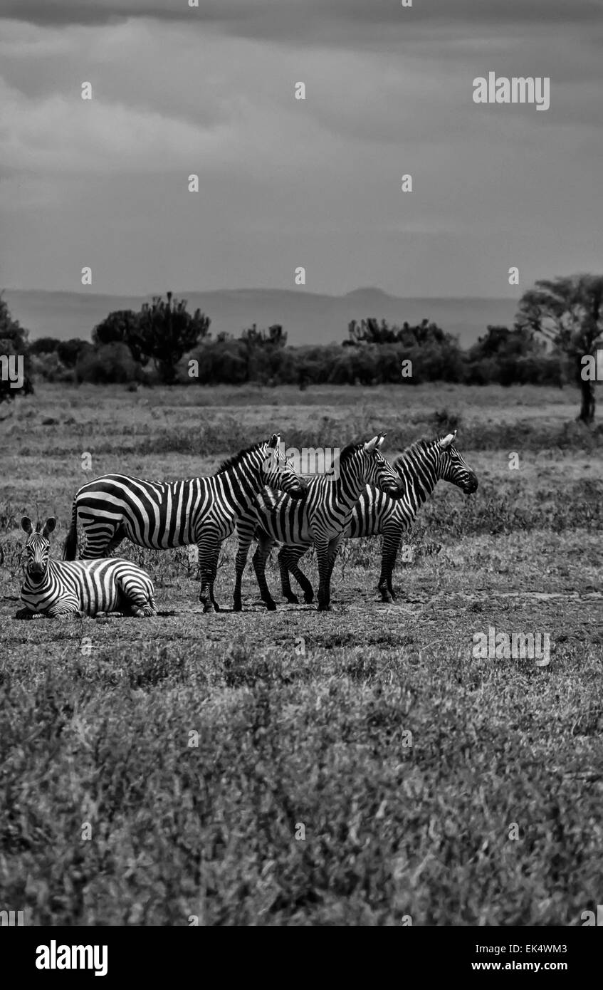 Kenia, Nairobi-Nationalpark, Zebras Gruppe (FILM Scannen) Stockfoto