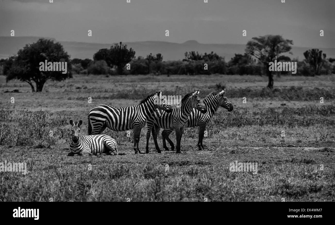 Kenia, Nairobi-Nationalpark, Zebras Gruppe (FILM Scannen) Stockfoto