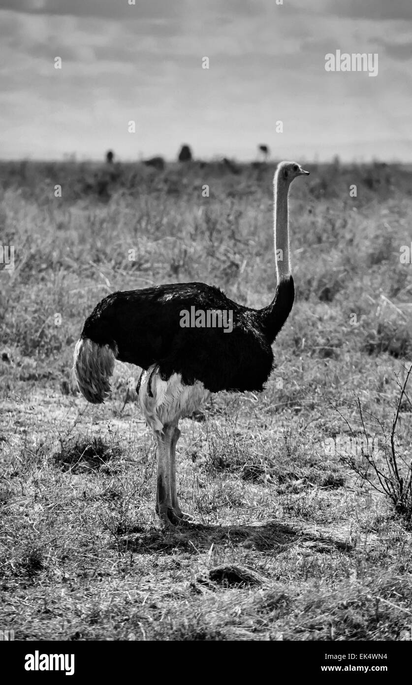 Kenia, Nairobi-Nationalpark, Strauß (FILM Scannen) Stockfoto