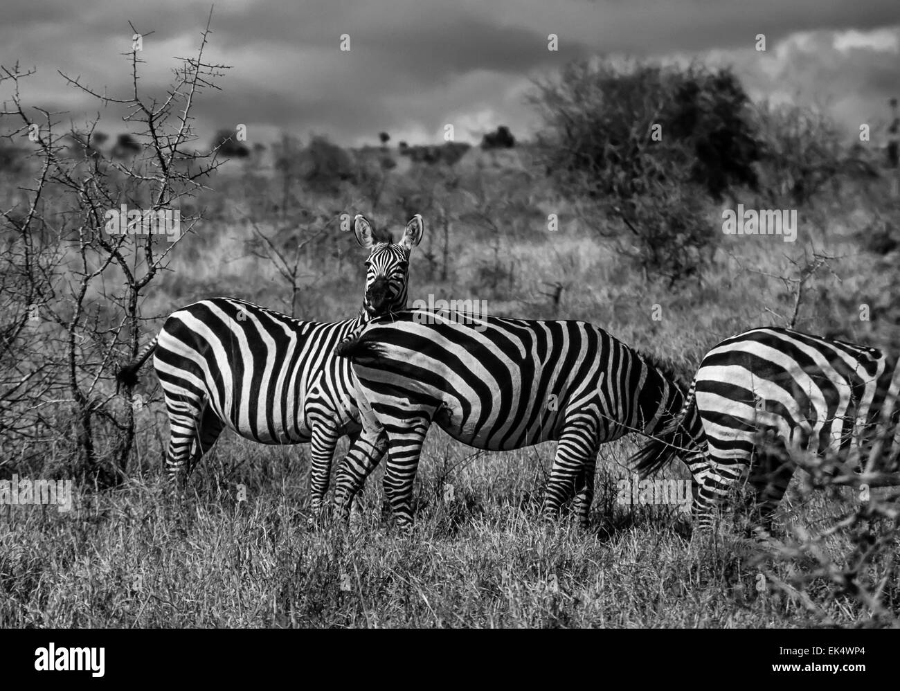 Kenia, Nairobi-Nationalpark, Zebras Gruppe (FILM Scannen) Stockfoto