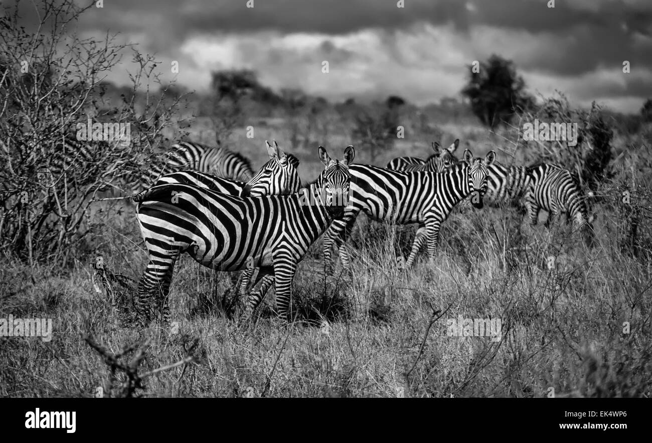Kenia, Nairobi-Nationalpark, Zebras Gruppe (FILM Scannen) Stockfoto