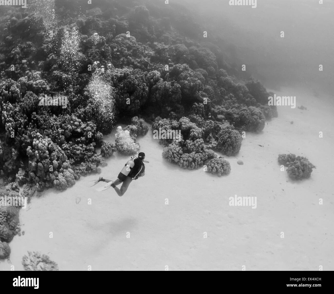 Ägypten, Rotes Meer, Hurghada, U.W. Foto, Korallenriff Tauchen - FILM Scannen Stockfoto
