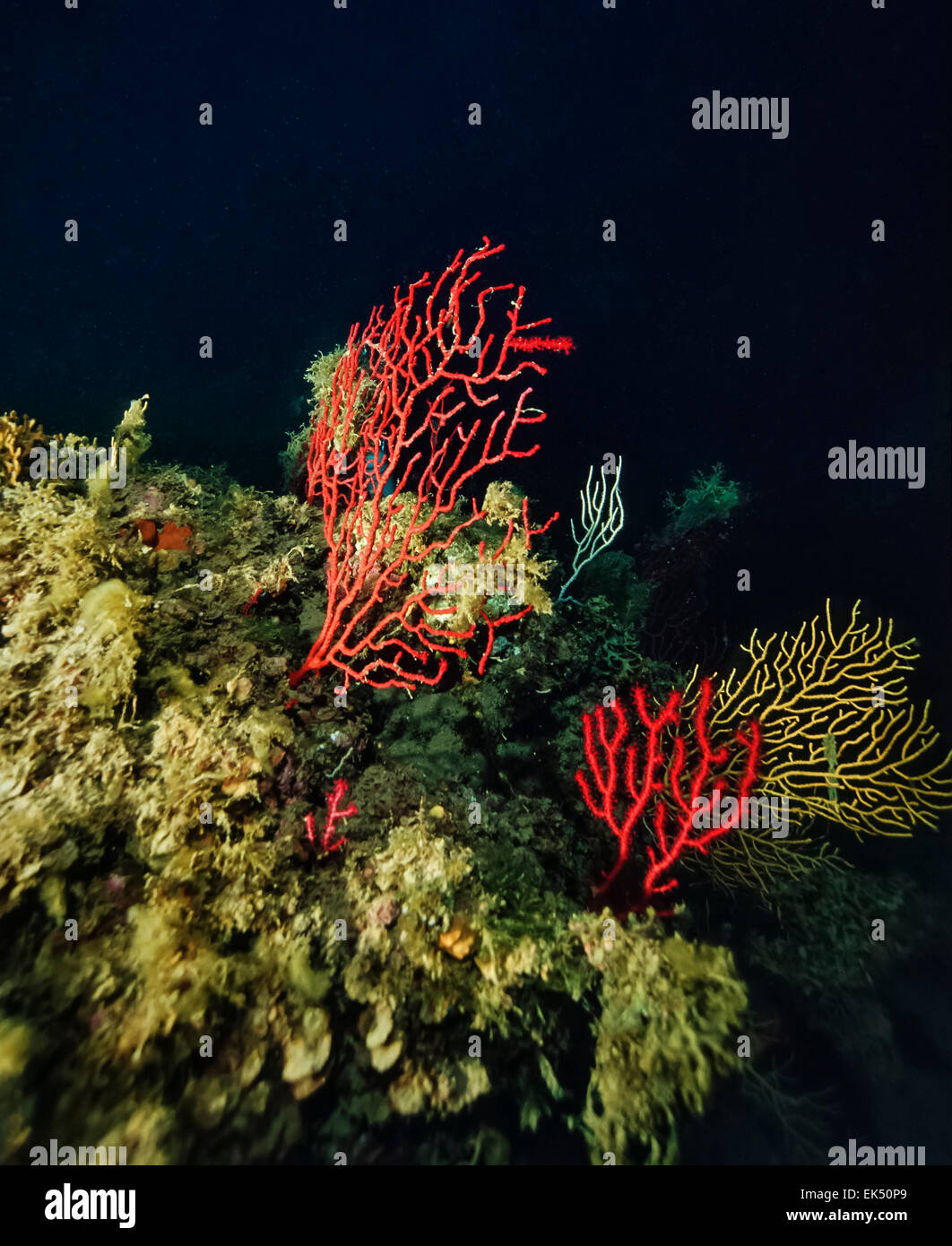 Italien, Kalabrien, Tyrrhenischen Meer, rote und weiße mediterrane Gorgonien (Gorgonien) Stockfoto