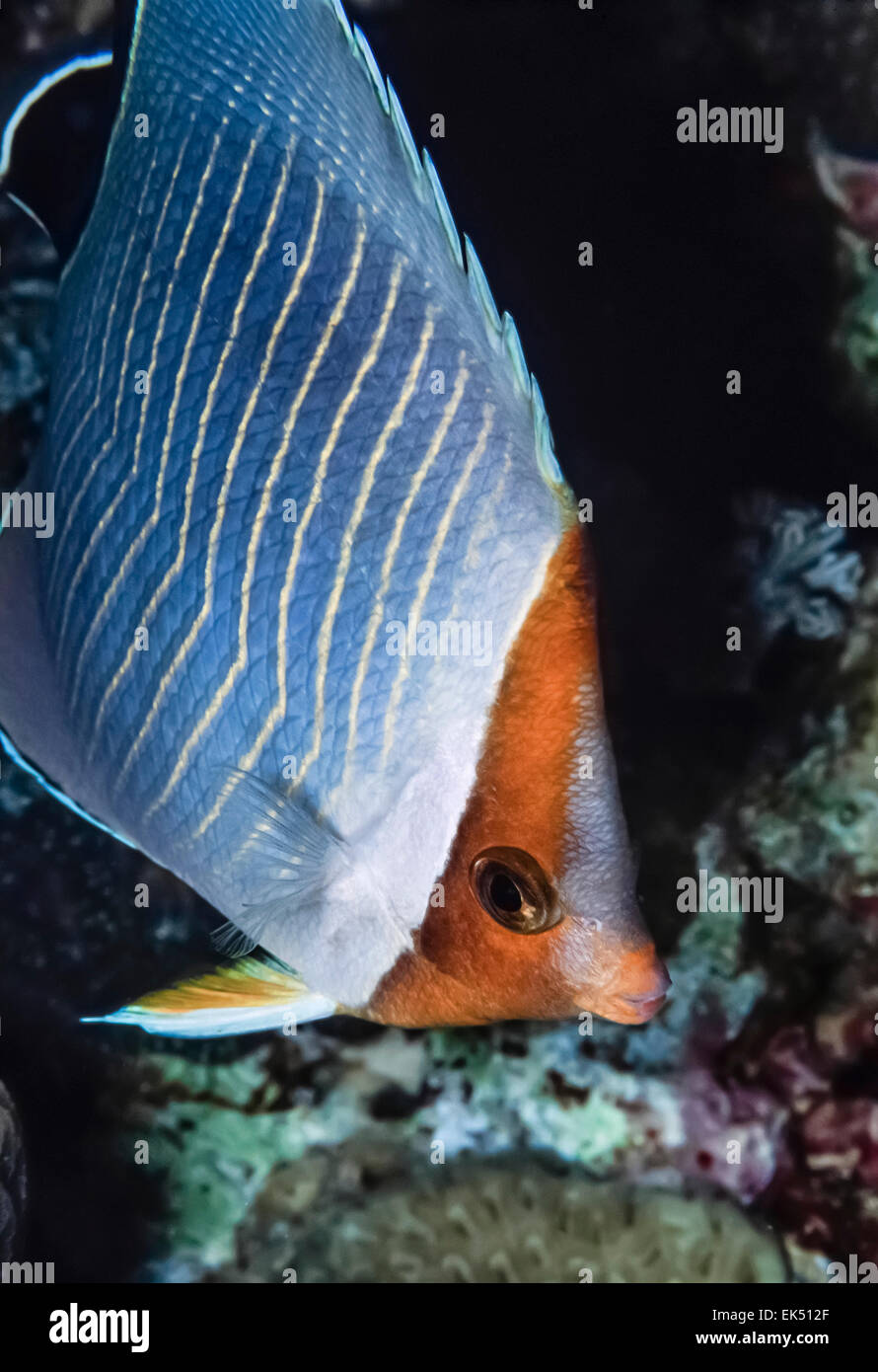 SUDAN, Rotes Meer, U.W. Foto, Orangeface Butterflyfish (Chaetodontidae Larvatus) - FILM Scannen Stockfoto
