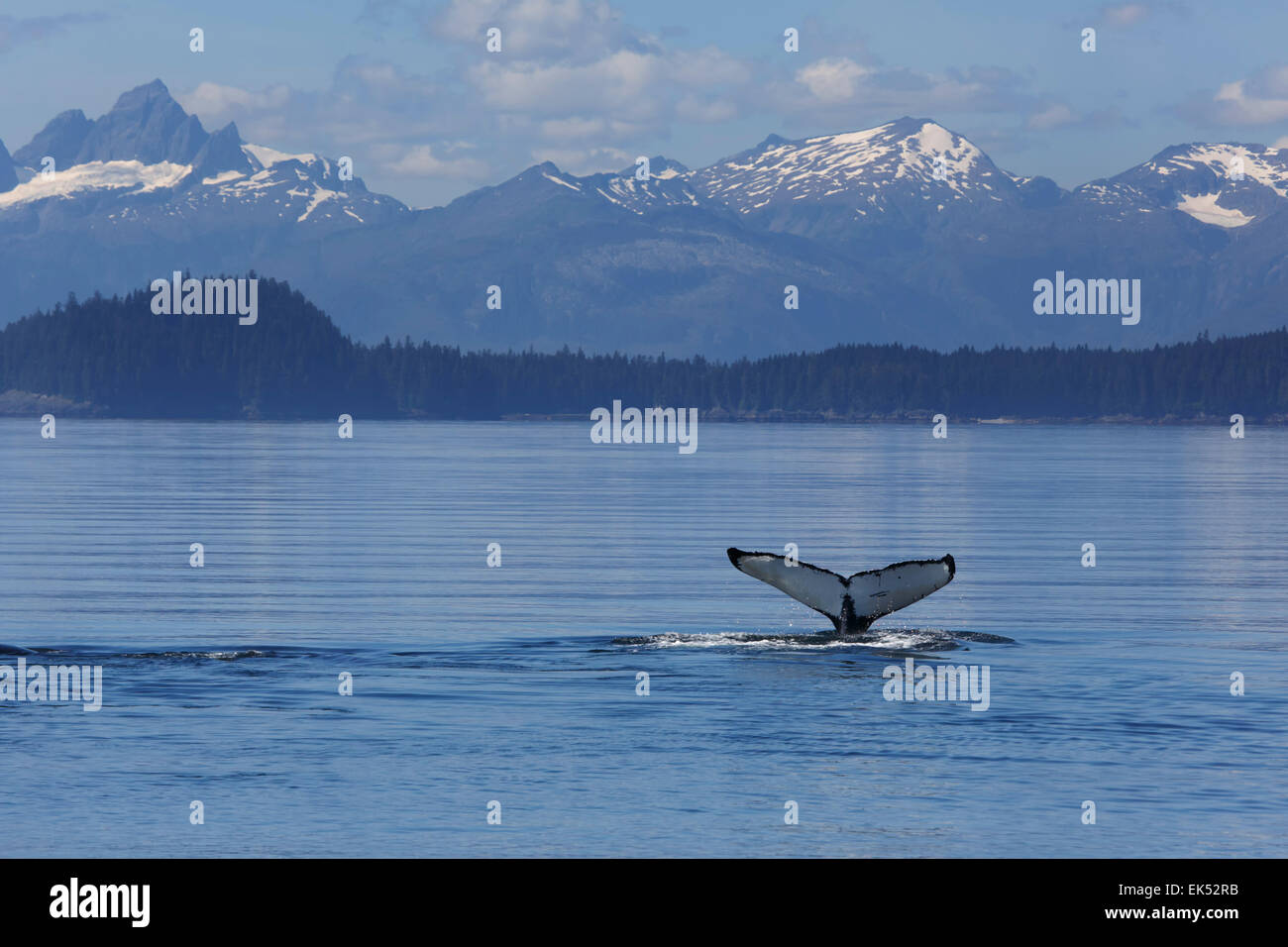 Buckelwal, Frederick Sound Tongass National Forest, Alaska. Stockfoto