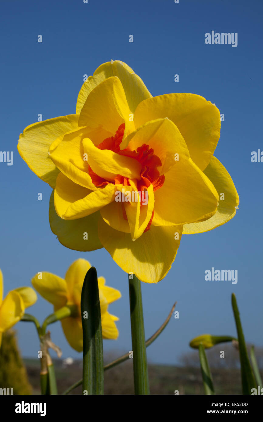 Narzisse Narcissus Crowndale 4YO mit ihren leuchtenden gelben doppelte Blüten mit leuchtend orange Corona Segmenten Stockfoto