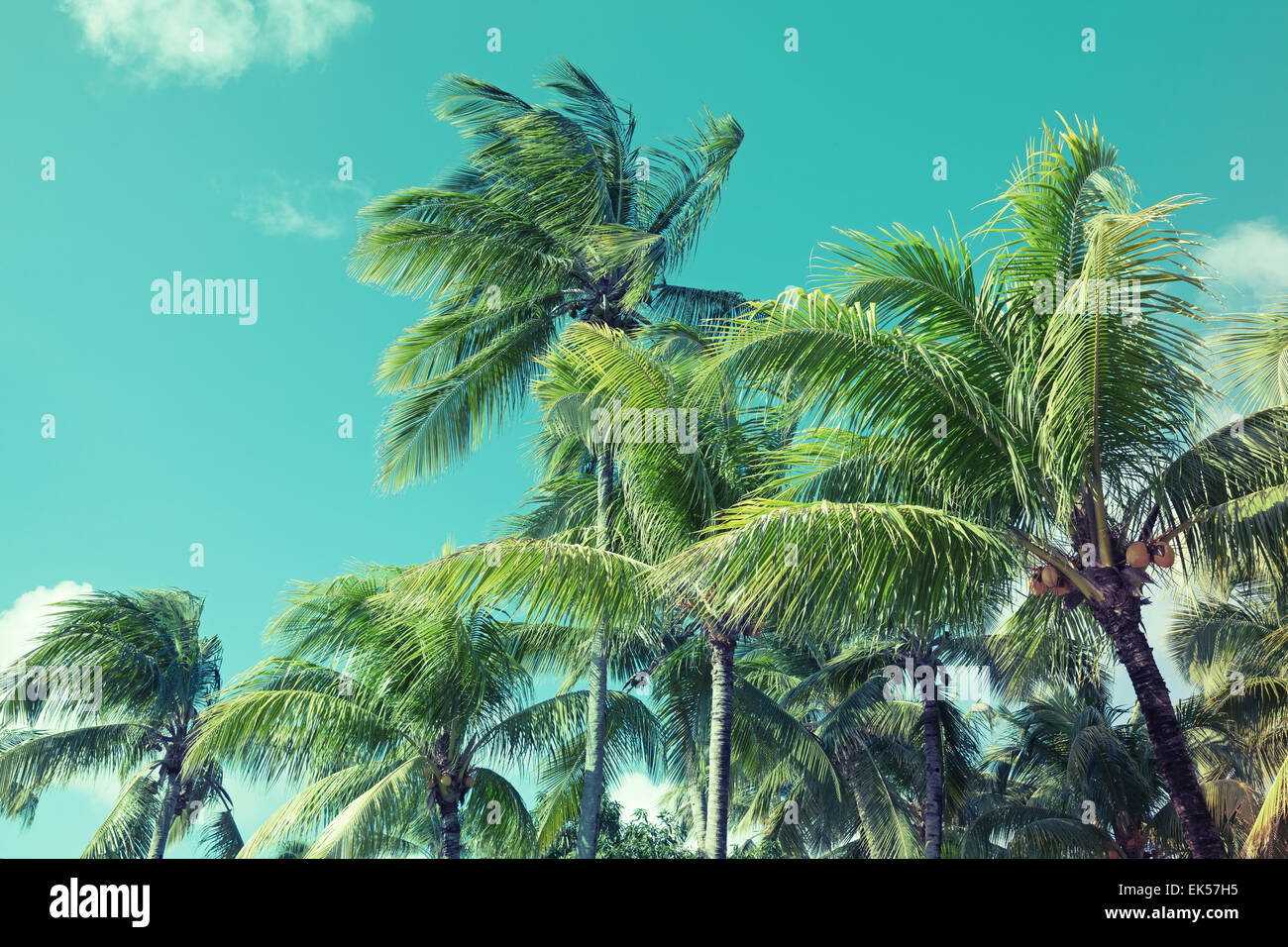 Palmen über bewölktem Himmelshintergrund. Vintage-Stil. Foto mit blau getönten Instagram-Filter-Effekt Stockfoto
