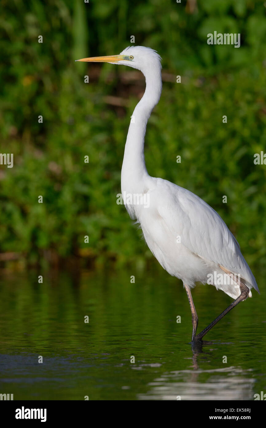 Großer Egret, Kampanien, Italien (Ardea Alba) Stockfoto