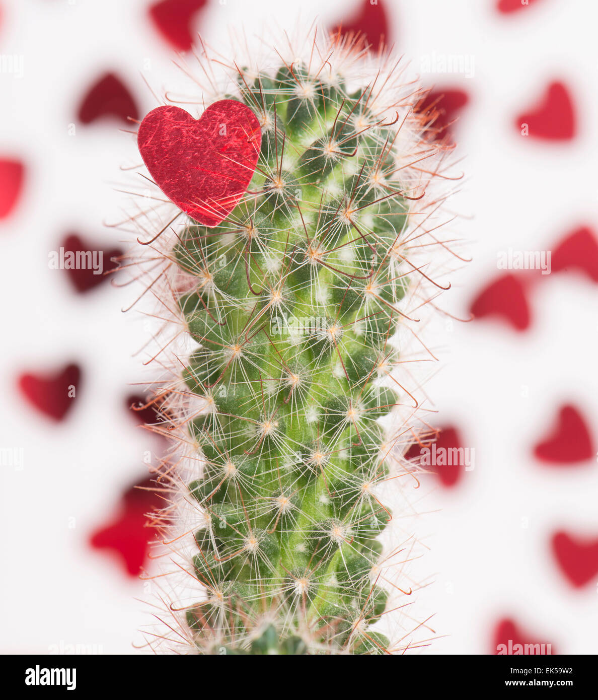 Rotes Herz auf die scharfen Thornes eines Kaktus gefangen. Konzeptbild von Herzschmerz und wenn Liebe weh tut. Stockfoto