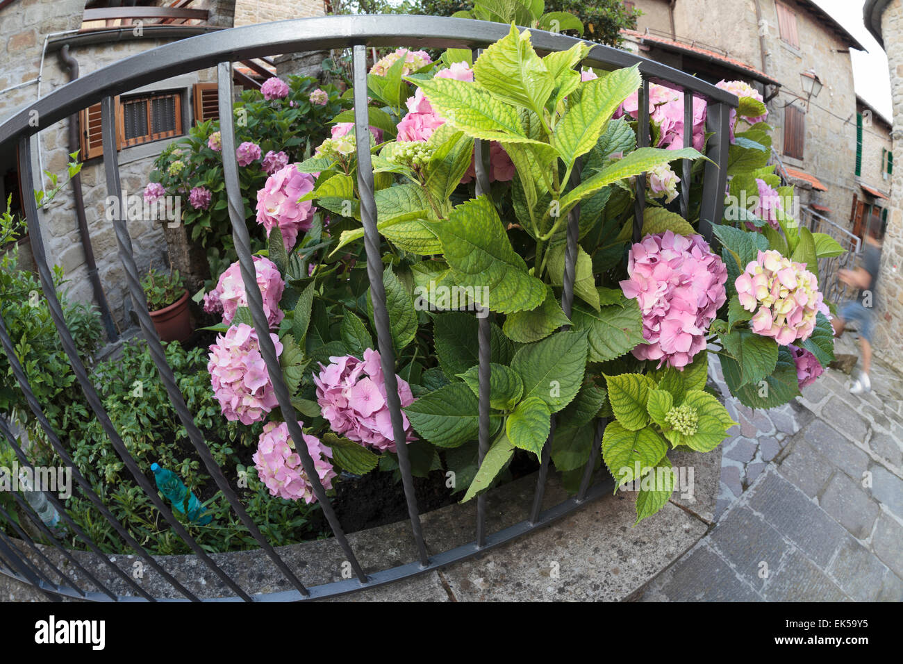 Hortensien blühen, Quota di Poppi, Casentino, Toskana Stockfoto