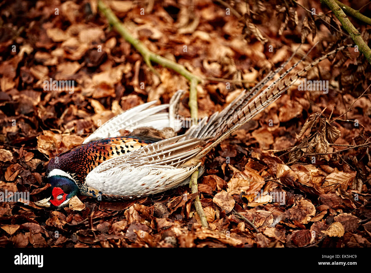 Toten Fasan nach einem Spiel zu schießen Stockfoto