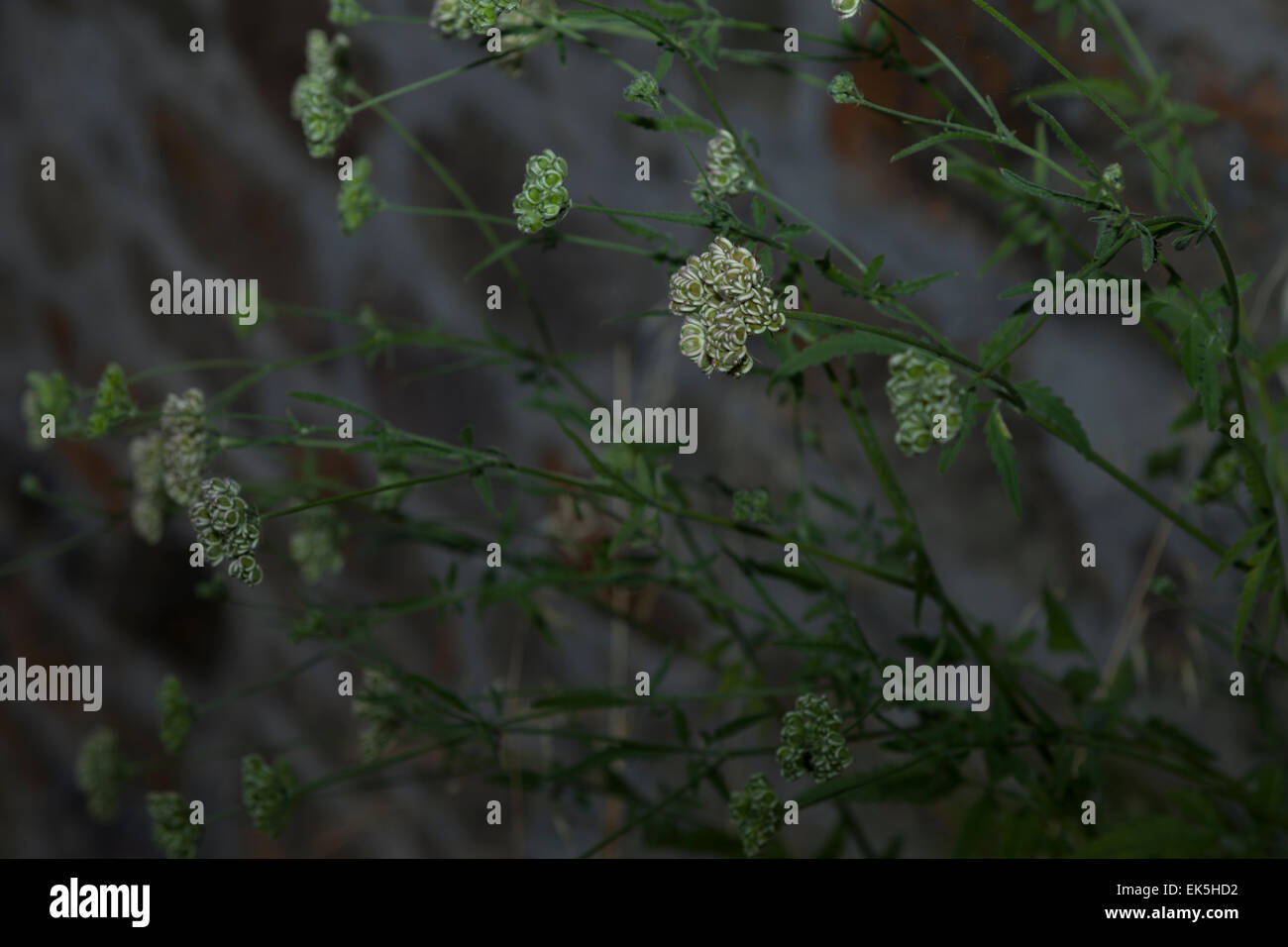 Holunder champagner -Fotos und -Bildmaterial in hoher Auflösung – Alamy