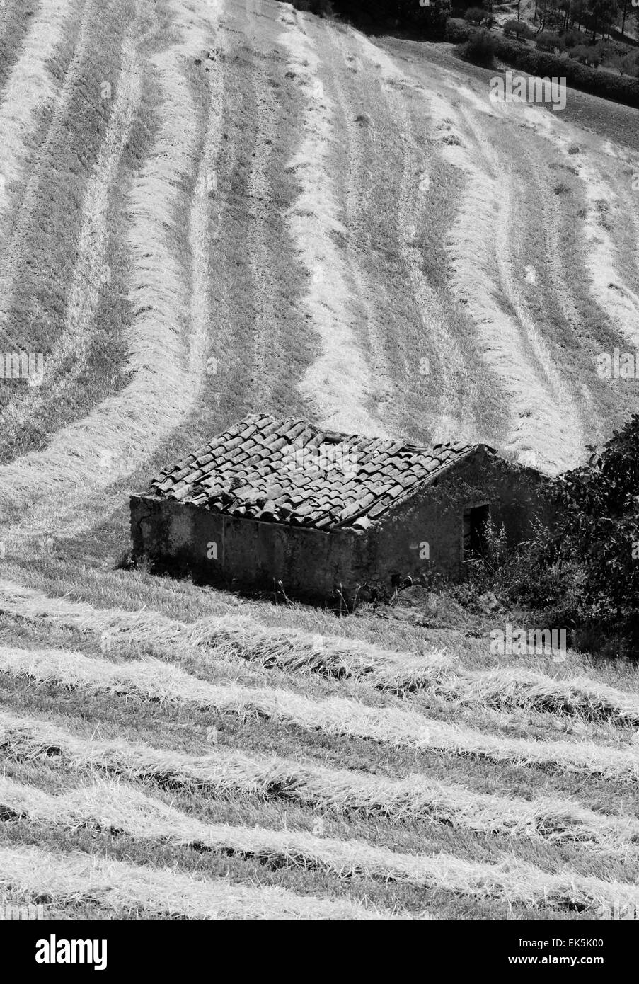 Italien, Sizilien, Catania Provinz, Land, Ernte Heu-Feld Stockfoto