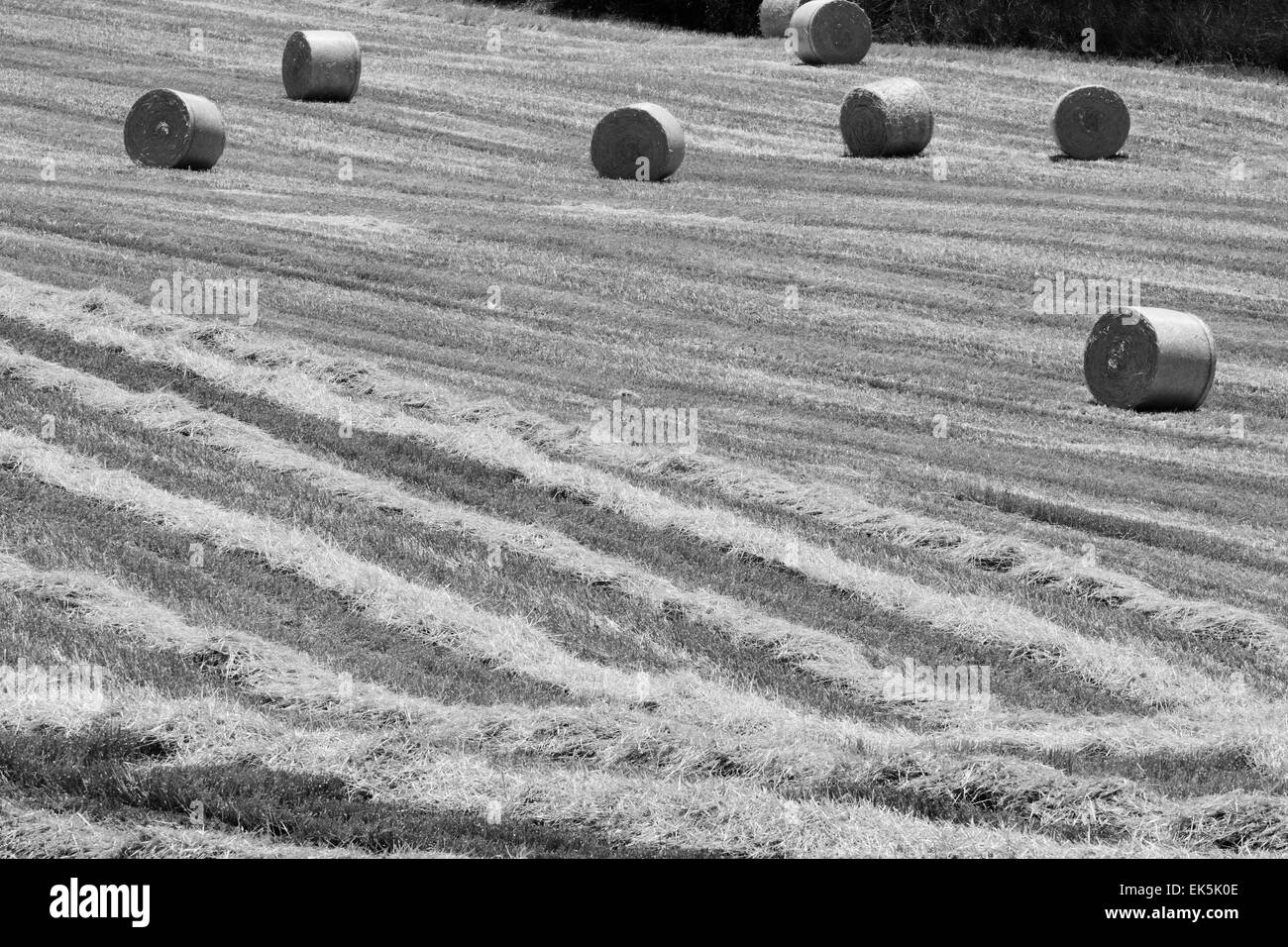 Italien, Sizilien, Catania Provinz, Land, Ernte Heu-Feld Stockfoto